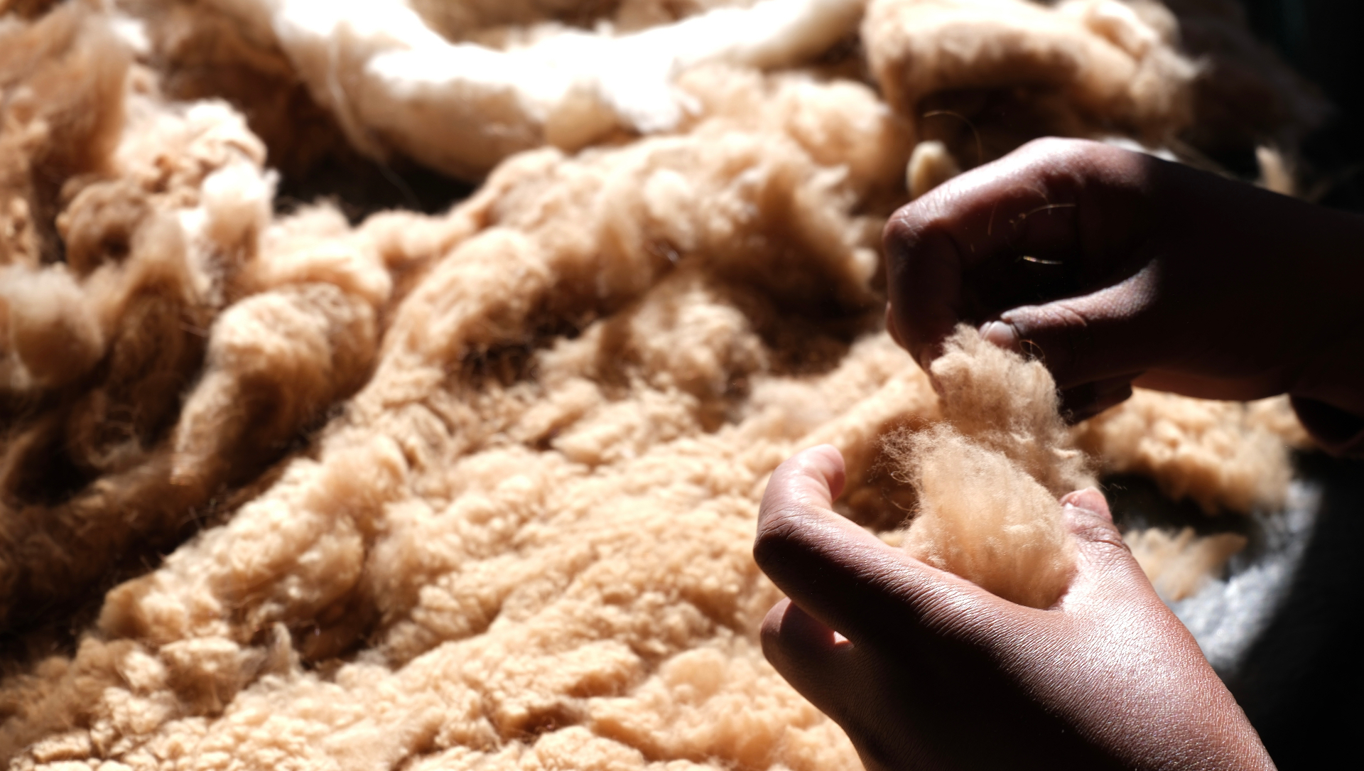 An Andean artisan working raw vicuna fibre
