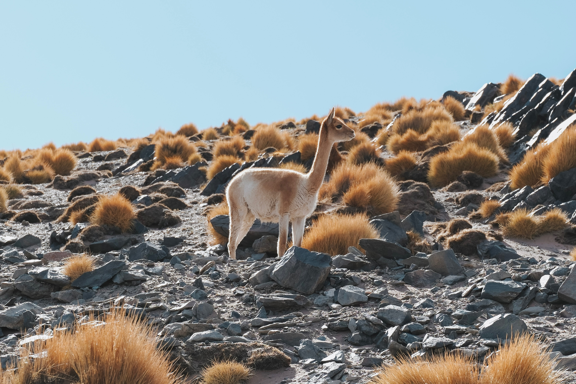 A wild vicuña on the Andean puna
